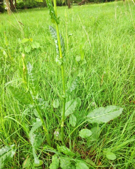 Avec ce retour assez imprévu du froid et l'oseille qui pousse dans les jardins et dans les prés, voila l'occasion de se faire une bonne soupe à l'oseille !
https://www.bouillonmaison.com/2020/04/20/soupe-a-loseille-sauvage/ 
#soupe #cuisine #cuisinemaison #oseille #printemps #yummy #instafood #foodporn