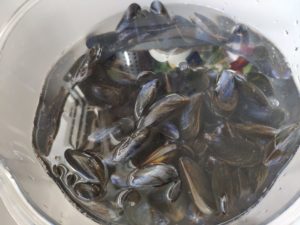 Moules au curry