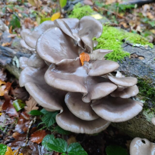 Quand tu pars à la chasse aux #cèpes de Bordeaux et que tu tombes sur un troupeau de #pleurotes ...
Nous ne ferons pas les plats prévus initialement, mais nous nous régalerons quand même !
#champignons #mushrooms #foodporn #food #yummy #instafood #omelette #cuisine #cuisinemaison #ceuillettesauvage