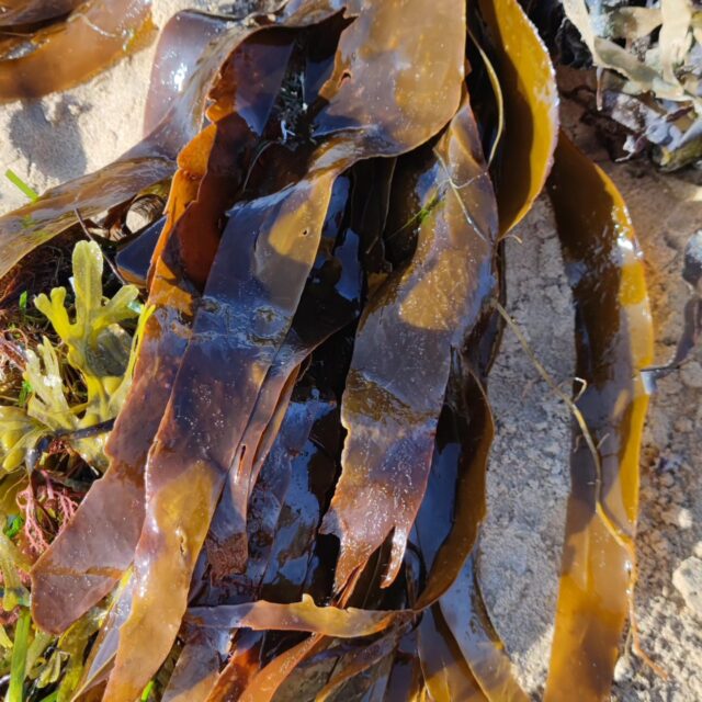 Laminaria Digitata, ou #kombu  #breton.
Une petite #algue qui va terminer dans la cocotte avec un #filetmignon 
#foodporn #food #instafood