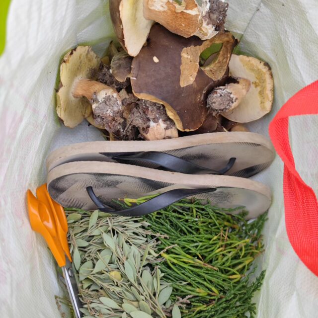 Quand tu pars ramasser de la #salicorne et du #faux-pourpier et que tu reviens avec en plus des #cepes
#food #instafood #foodporn #mushrooms #bretagne