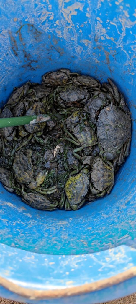 Soupe de crabe vert