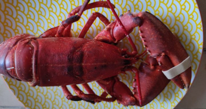 Homard au court bouillon